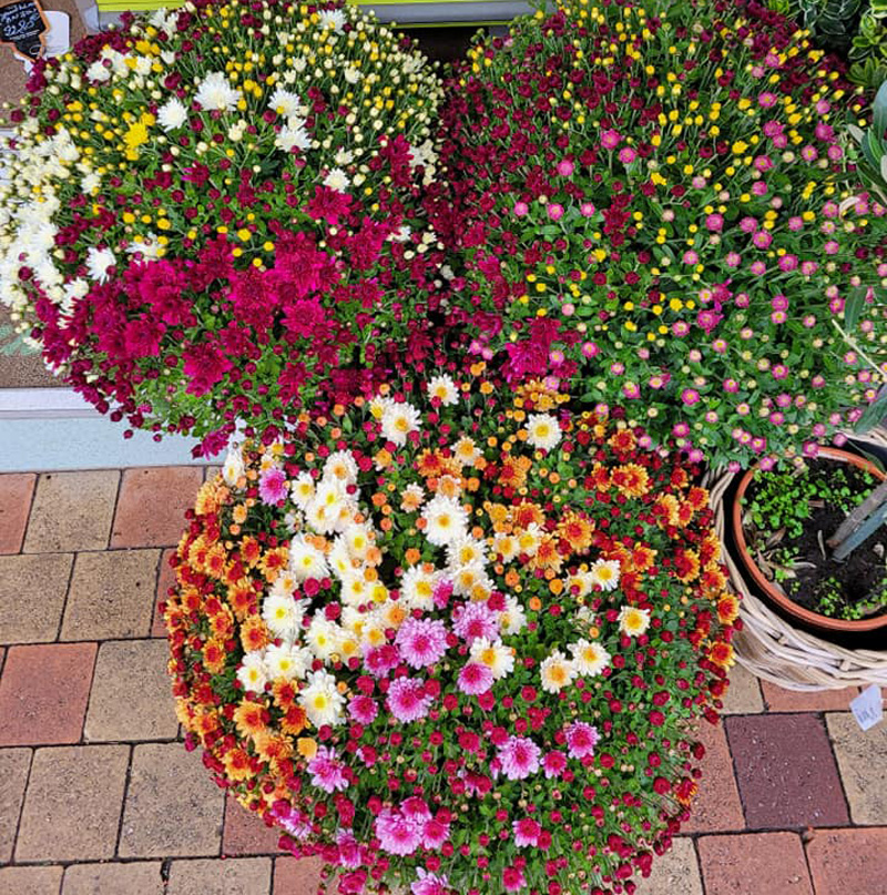 Composition florale à Saumur